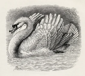 Swan driving away an intruder, from Charles Darwin